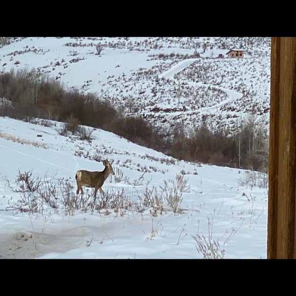 Meet your Posher, Rayanna - Picture 1 of 1